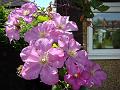 2008-0622_1500_Clematis,_Comtesse_de_Bouchaud_21,2_C